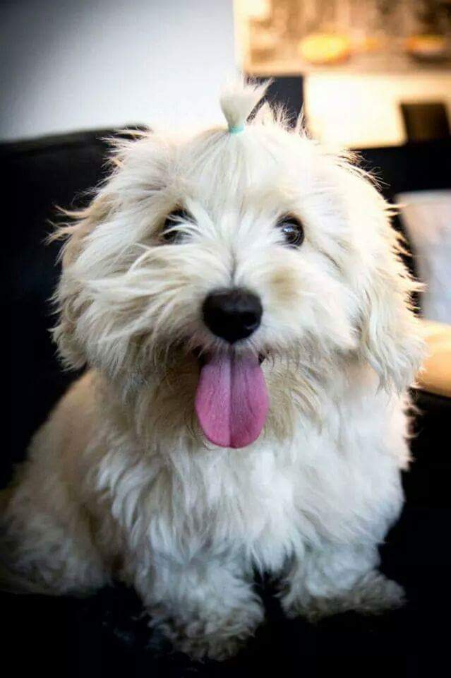 Coton de tulear Joanna