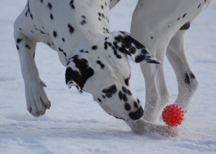 Dalmatiankoira