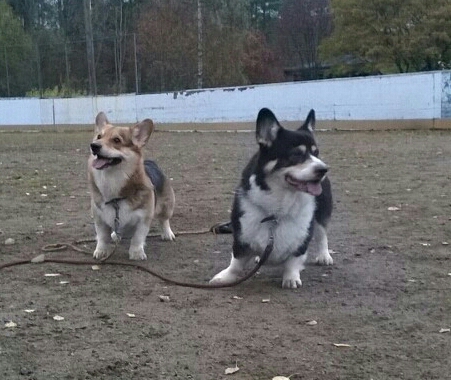 Welsh corgi pembroke Melsku