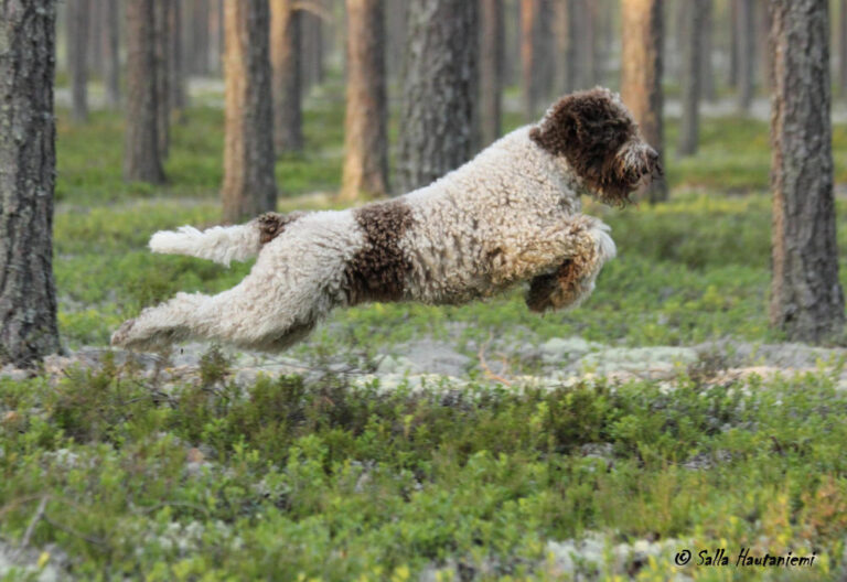 Lagotto romagnolo