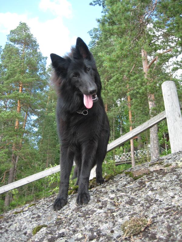 Belgianpaimenkoira groenendael