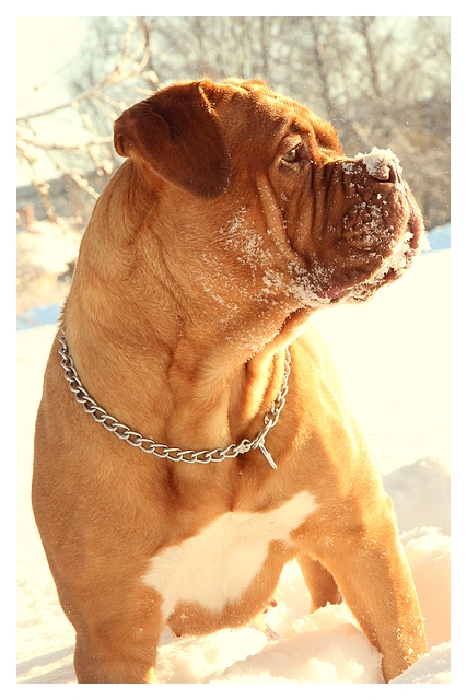 Dogue de Bordeaux