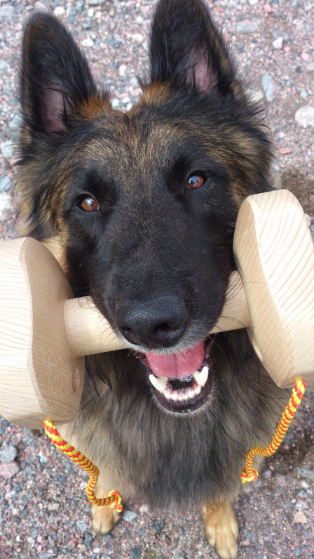 Belgian Shepherd Dog (Tervuren)