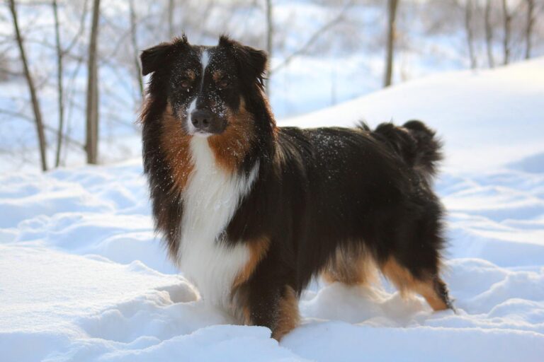 Australian Shepherd