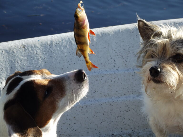 Jackrussellinterrieri