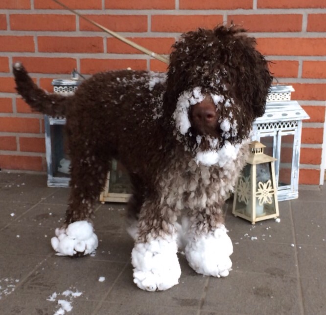 Lagotto romagnolo Tuija