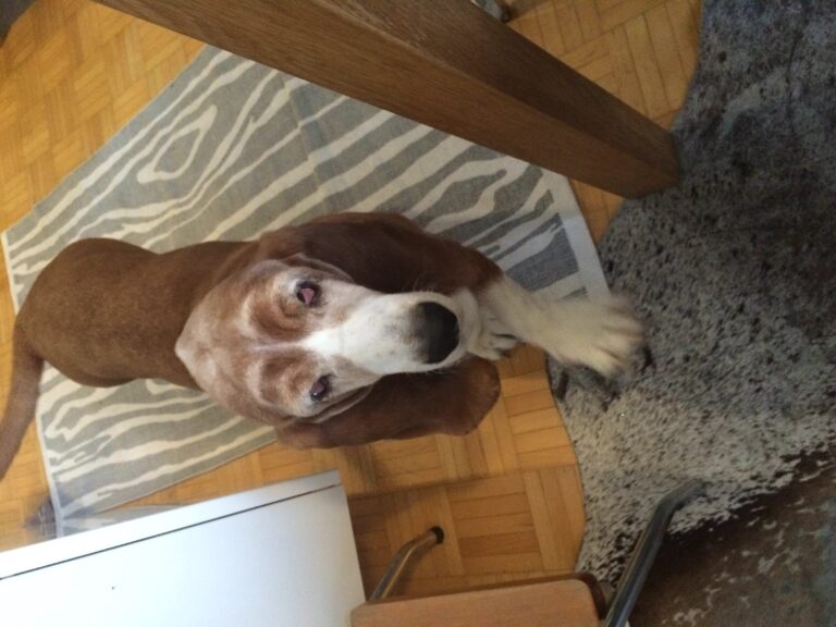 Basset hound