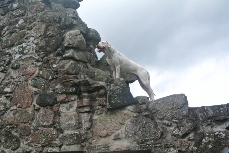 Dogo argentino Dogo Argentino ägaren