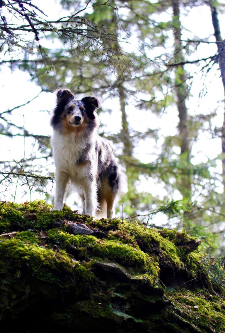 Shetlanninlammaskoira Mikaela