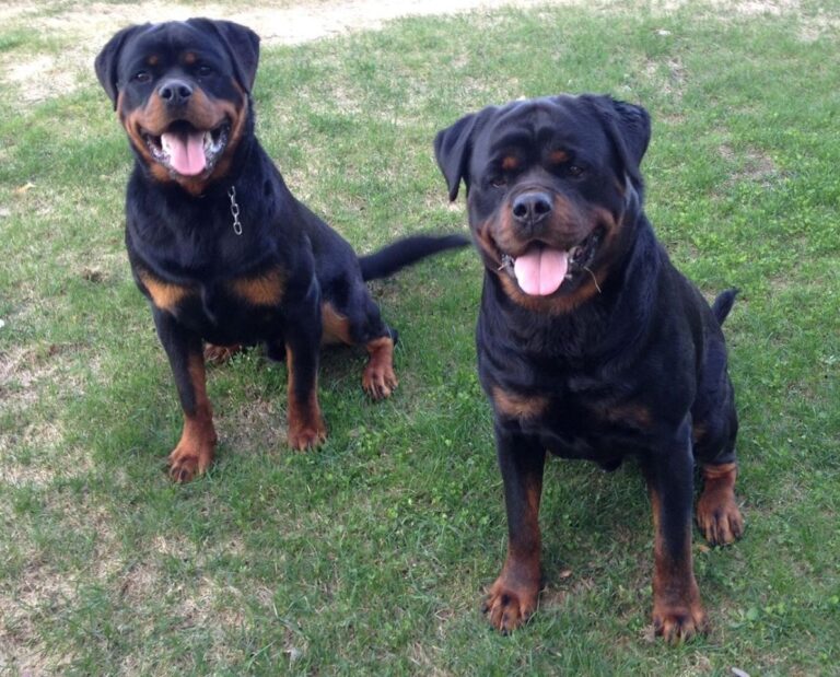 Rottweiler