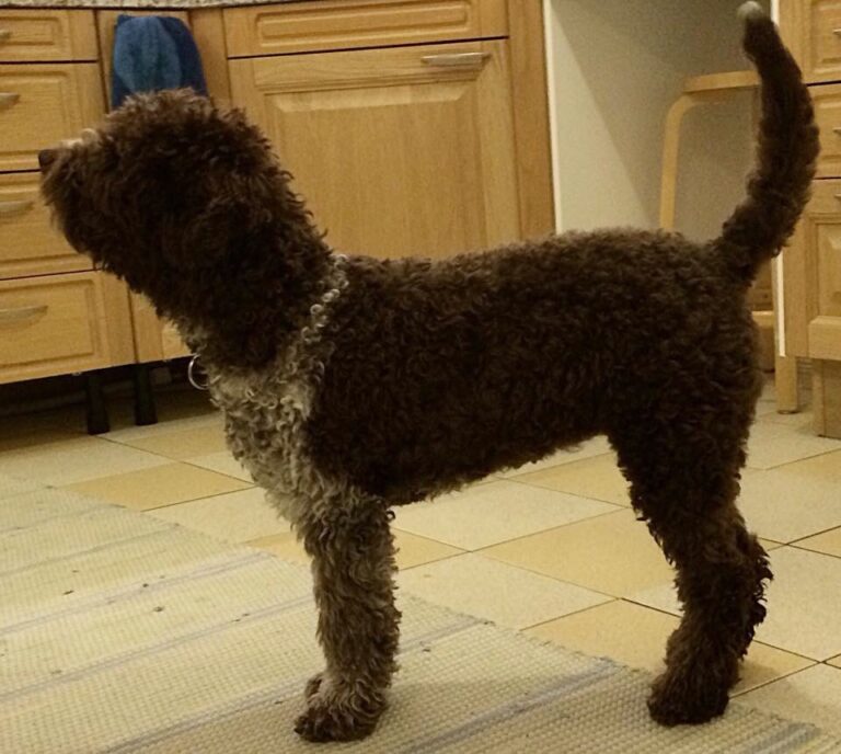 Lagotto romagnolo Tuikku