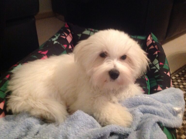 Coton de tulear Satu