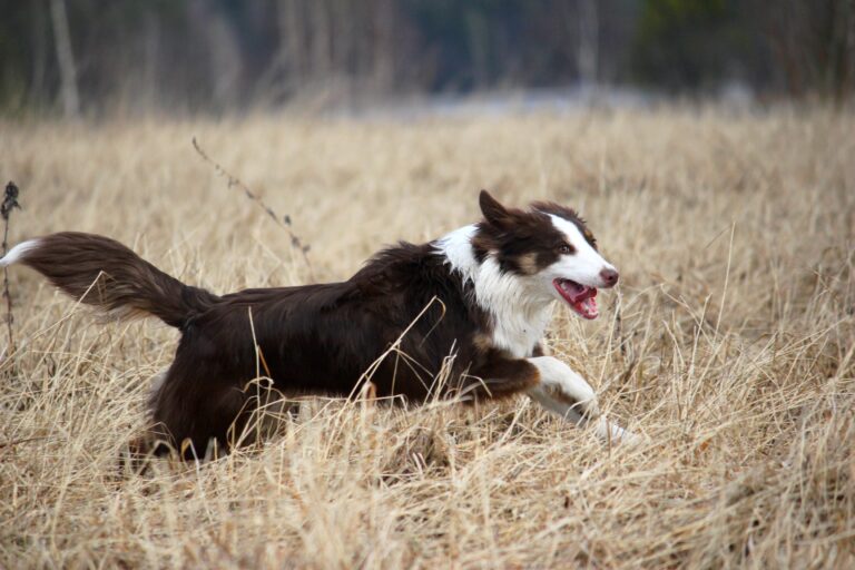 Australian Shepherd Jenny