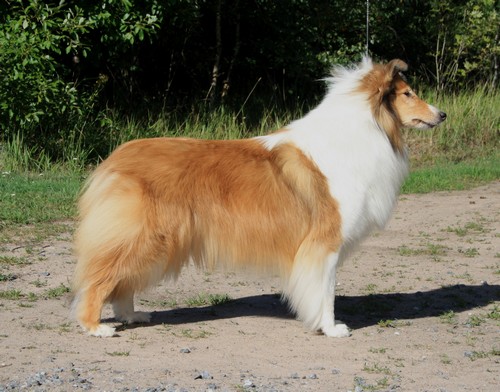 Lyhytkarvainen collie Merja