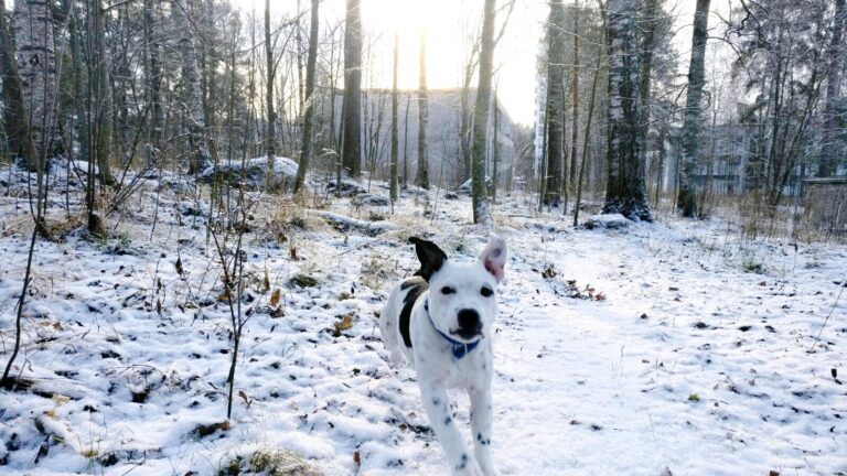 Staffordshire Bull Terrier Janita