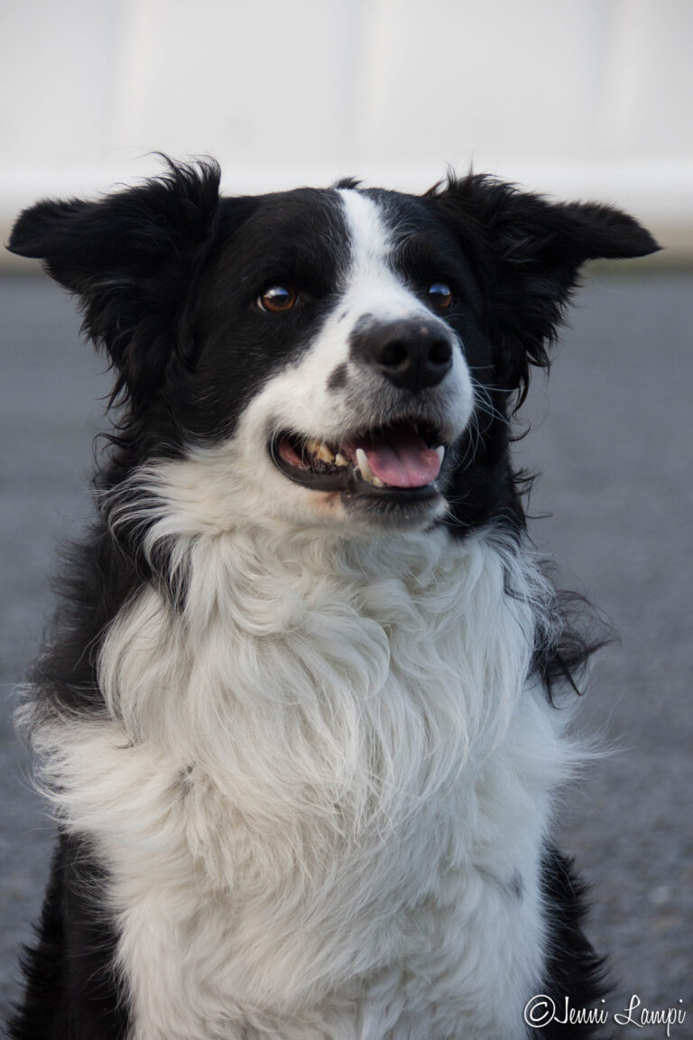 Bordercollie Jussi Kujanpää