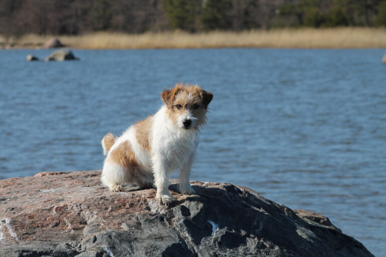 Jackrussellinterrieri Sanna