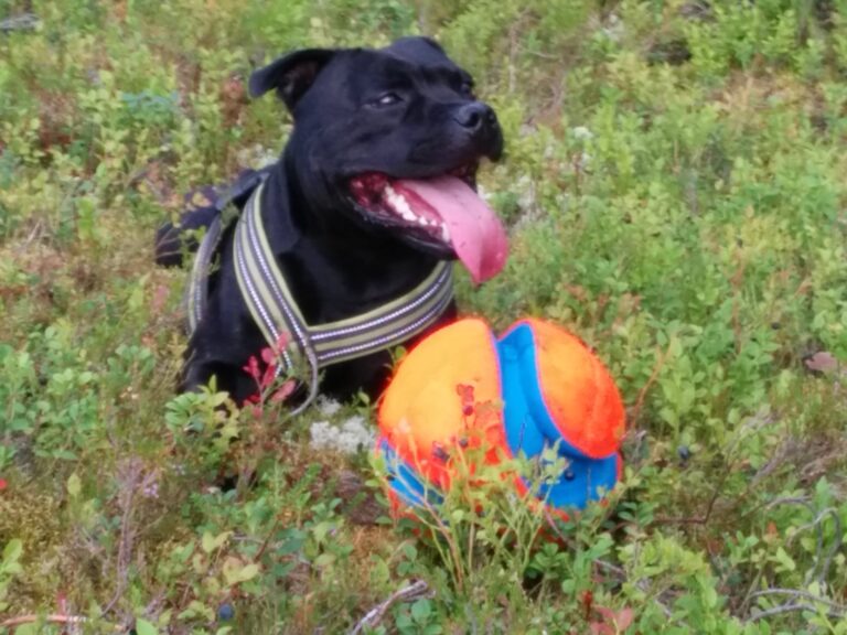 Staffordshire Bull Terrier