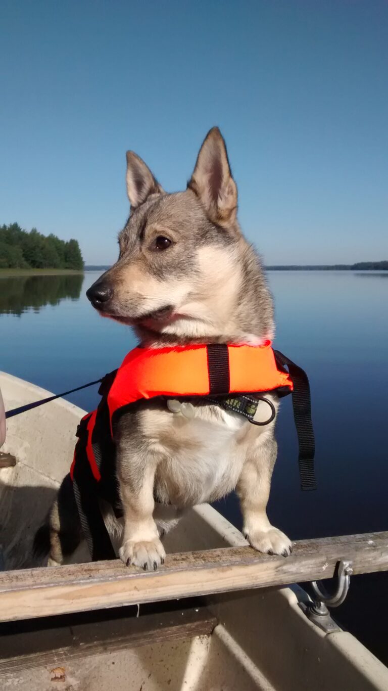 Länsigöötanmaanpystykorva