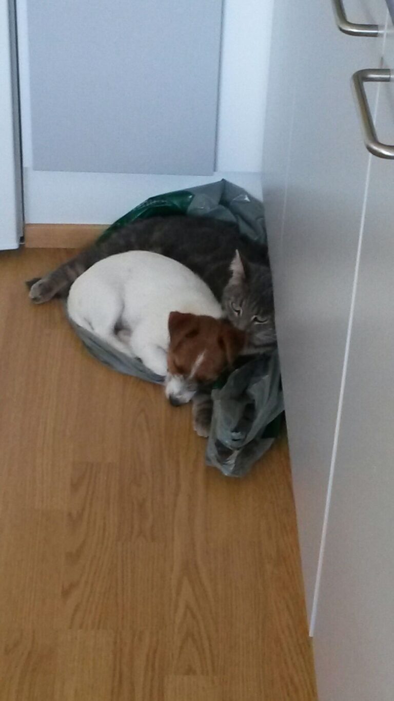 Jackrussellinterrieri