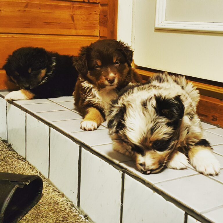 Australian Shepherd Kennel Pikipaimenen