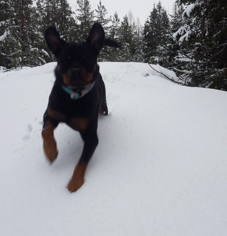 Rottweiler Taika