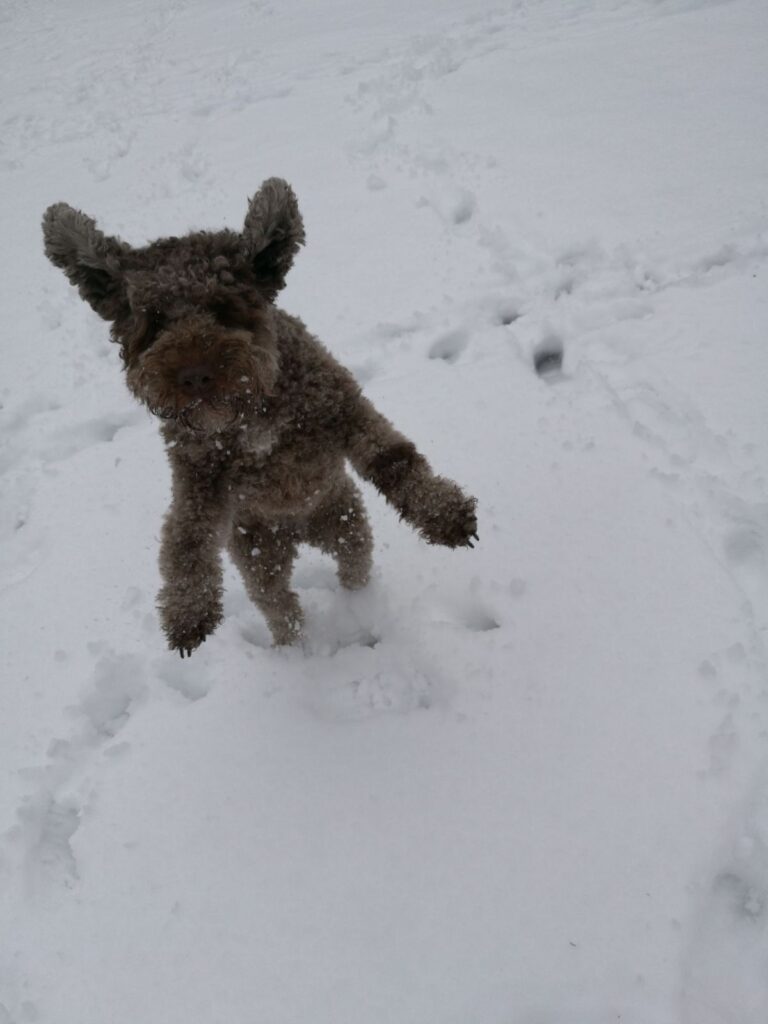 Lagotto romagnolo Anne