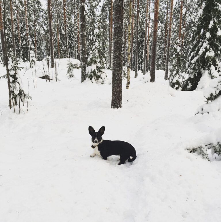 Welsh corgi cardigan Omputin