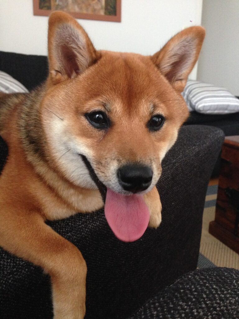 Shiba Onnellinen shiban omistaja