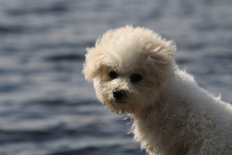 Bichon Frise