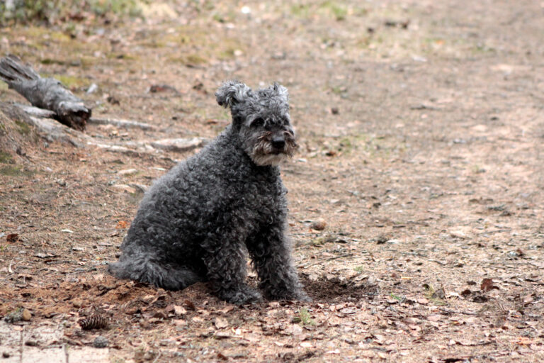 Pumi Hansku