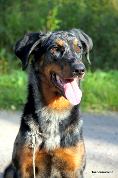 Beauceron