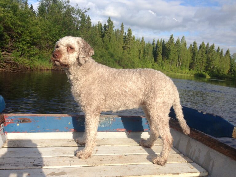 Lagotto romagnolo