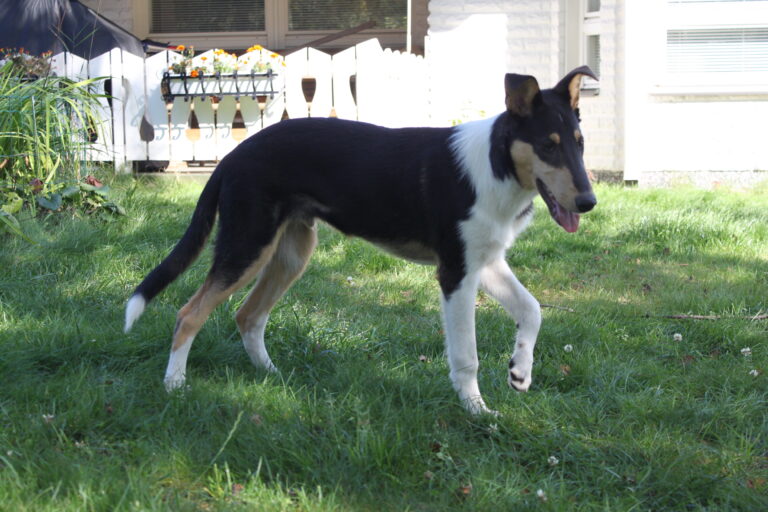 Lyhytkarvainen collie ’-Ronja-