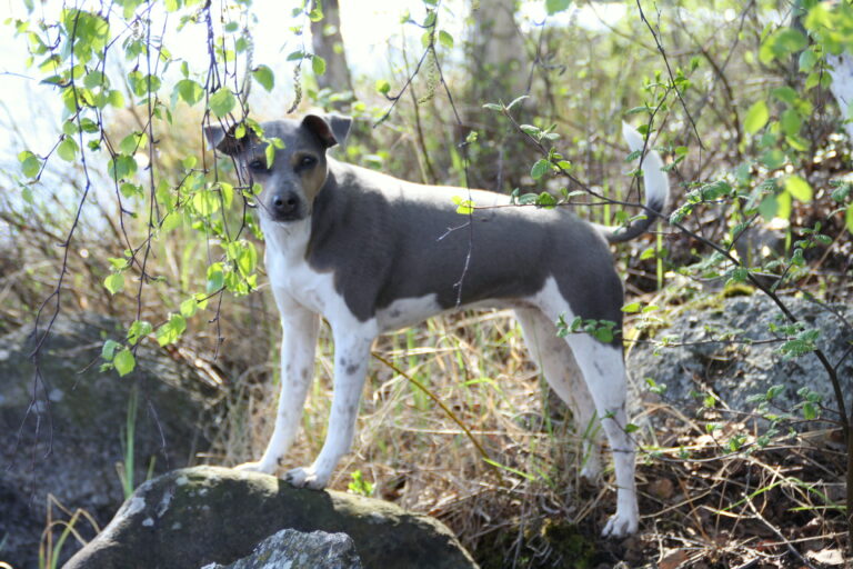 Brasilianterrieri Roosa