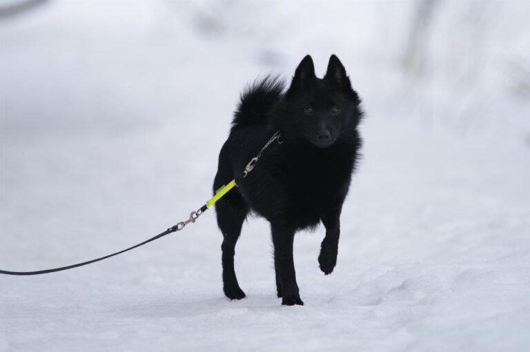 Schipperke