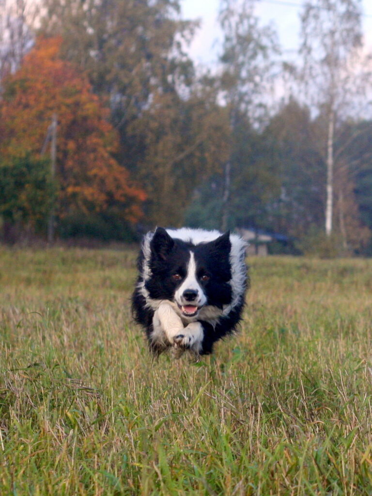 Bordercollie