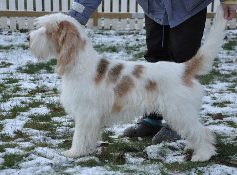 Grand basset griffon vendeen