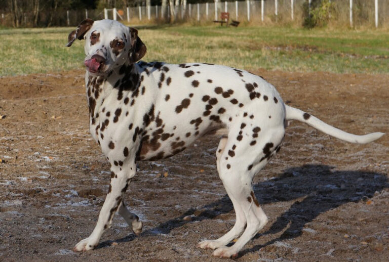 Dalmatiankoira