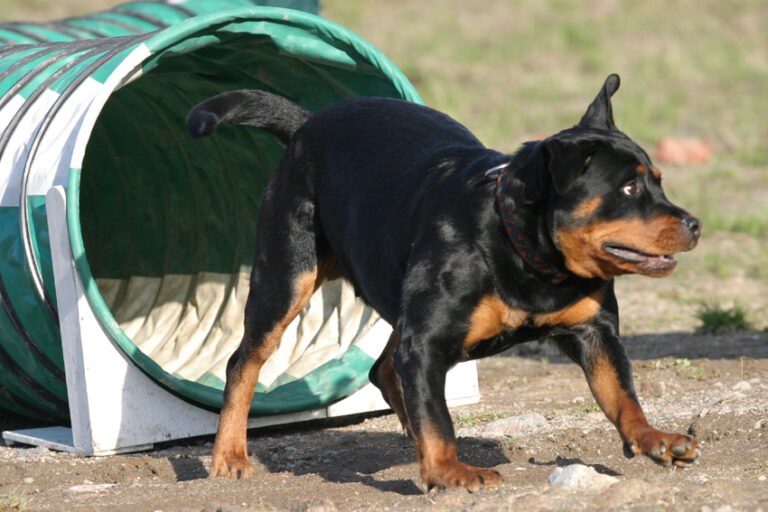 Rottweiler