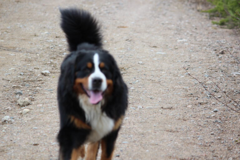 Pitkäkarvainen collie