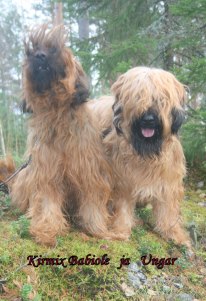 Briard