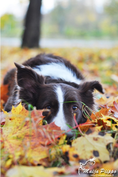 Australian Shepherd