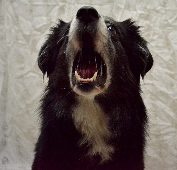 Australian Shepherd Hinni