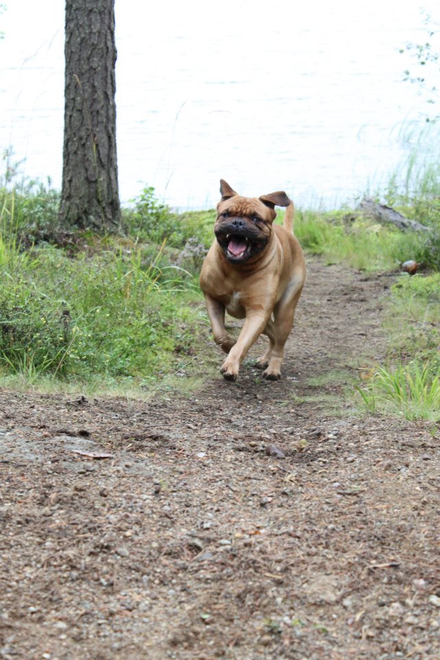 Dogue de Bordeaux