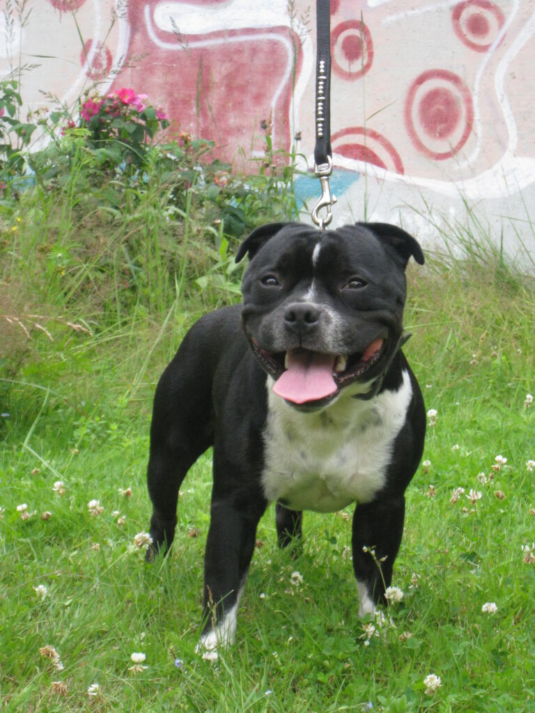 Staffordshire Bull Terrier