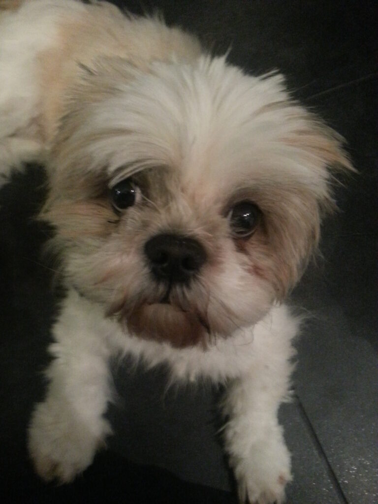 Shih tzu