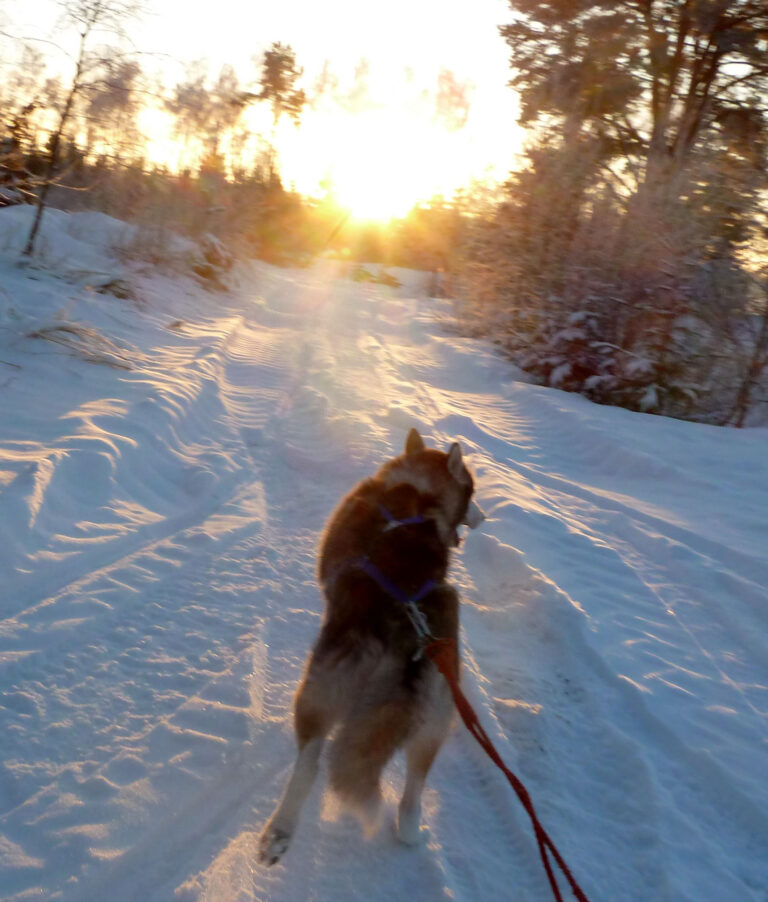 Sekarotuinen koira