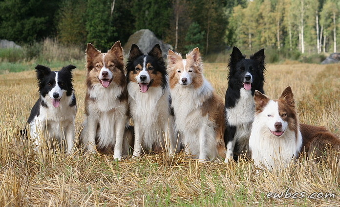 Bordercollie