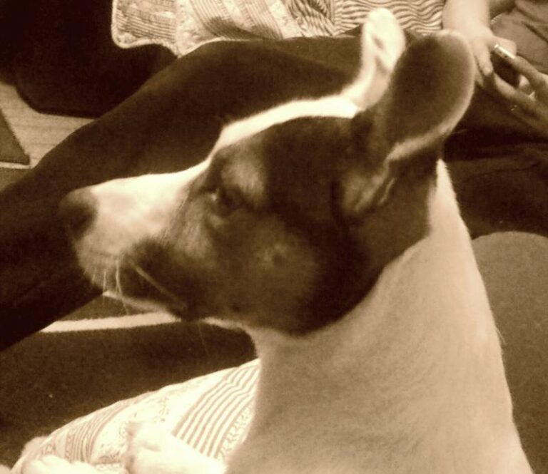 Jackrussellinterrieri